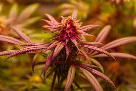 Understanding the Blue Lobster Strain Benefits, Cultivation, and Effects Understanding the Blue Lobster Strain Benefits, Cultivation, and Effects