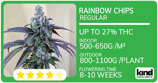 Understanding the Blue Lobster Strain Benefits, Cultivation, and Effects Understanding the Blue Lobster Strain Benefits, Cultivation, and Effects